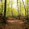 Fageda d’en Jordà